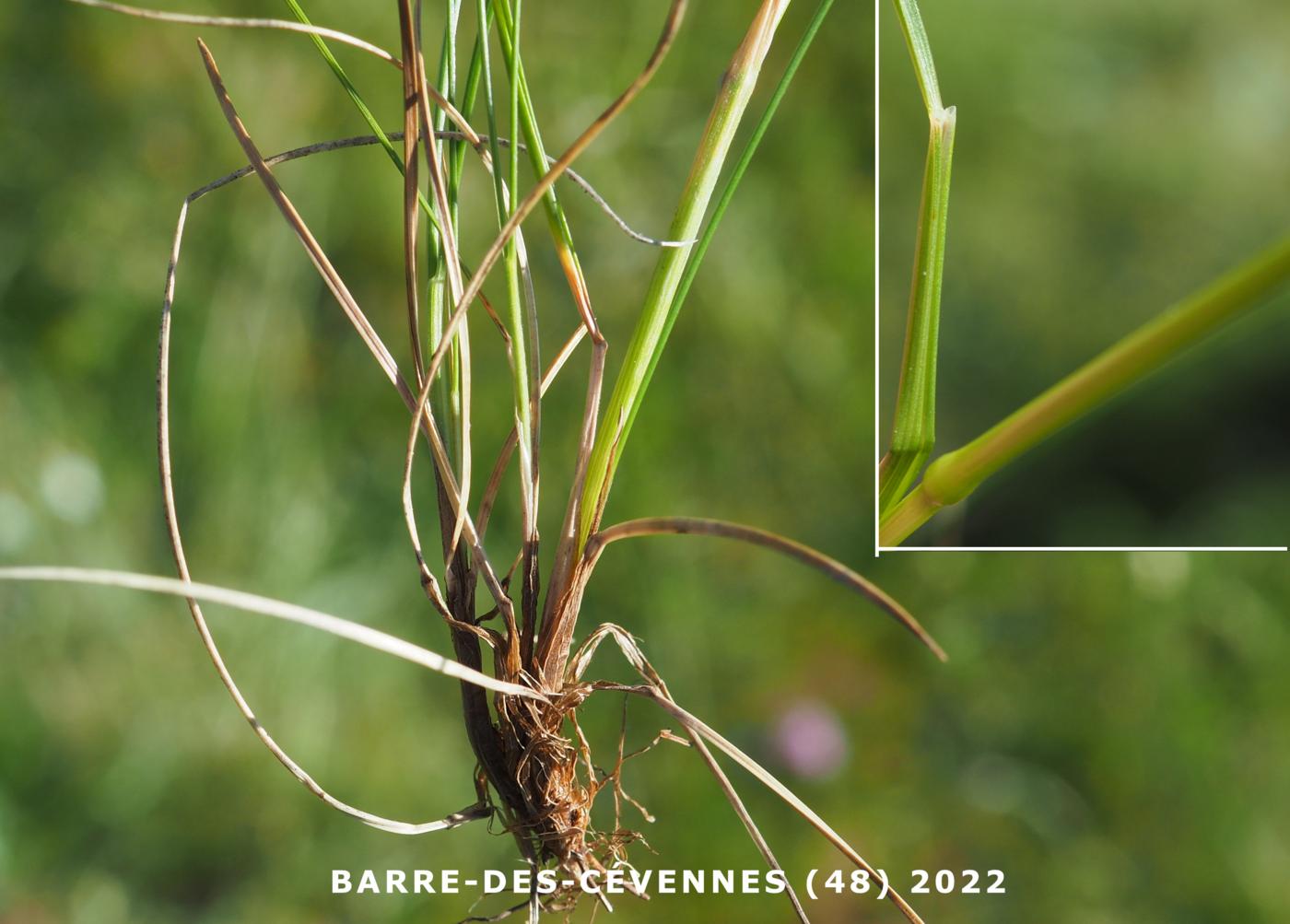 Fescue, (Black) leaf